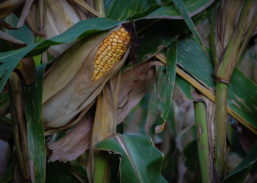 Nebraska Corn No. 2 Photograph by Al White