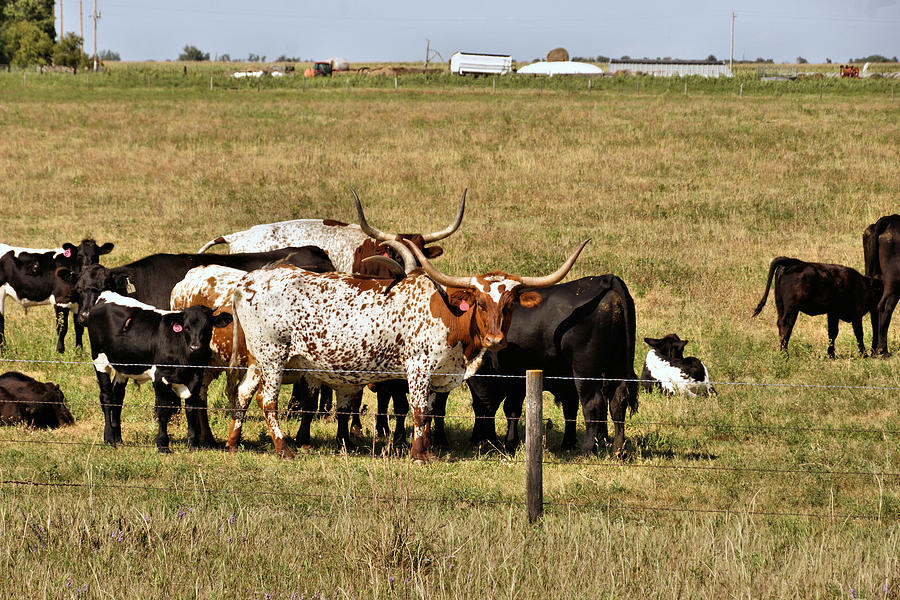 Nebraska Longhorn Cattle 1 Photograph by John Trommer - Fine Art America