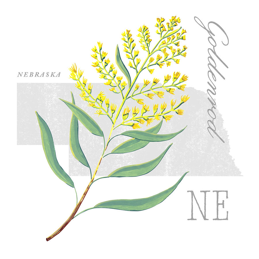 Nebraska State Flower Goldenrod Art by Jen Montgomery Painting by Jen Montgomery