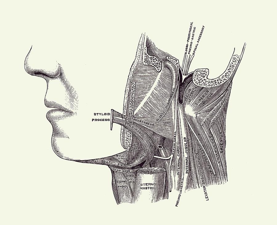Neck and Jaw Muscular Diagram - Vintage Anatomy 2 Drawing by Vintage Anatomy Prints