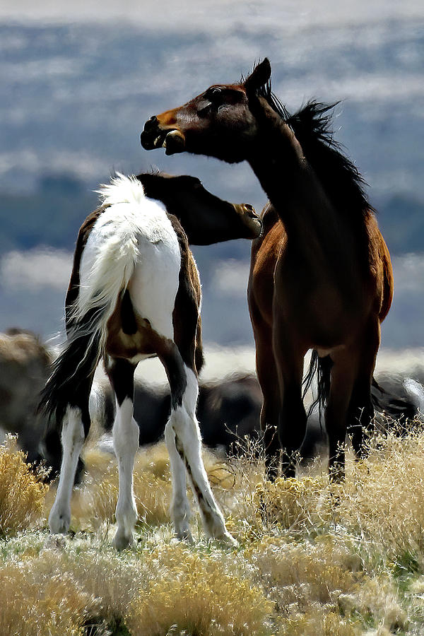 Neck To Neck, Onaqui Wild Horse Photograph by Jennifer Robin