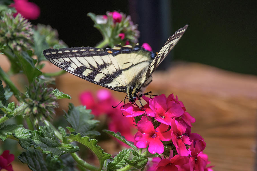 Nectar Fix - Eastern Tiger Swallowtail - Papilio glaucus Photograph by Spencer Bush