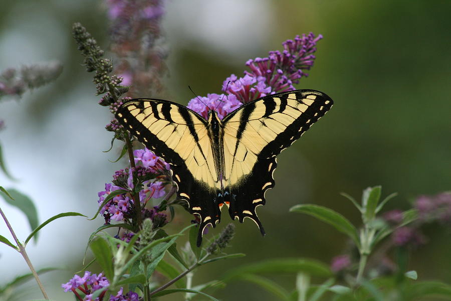 Eastern Tiger Swallowtail on a butterfly bush Photograph by Ken Borders ...