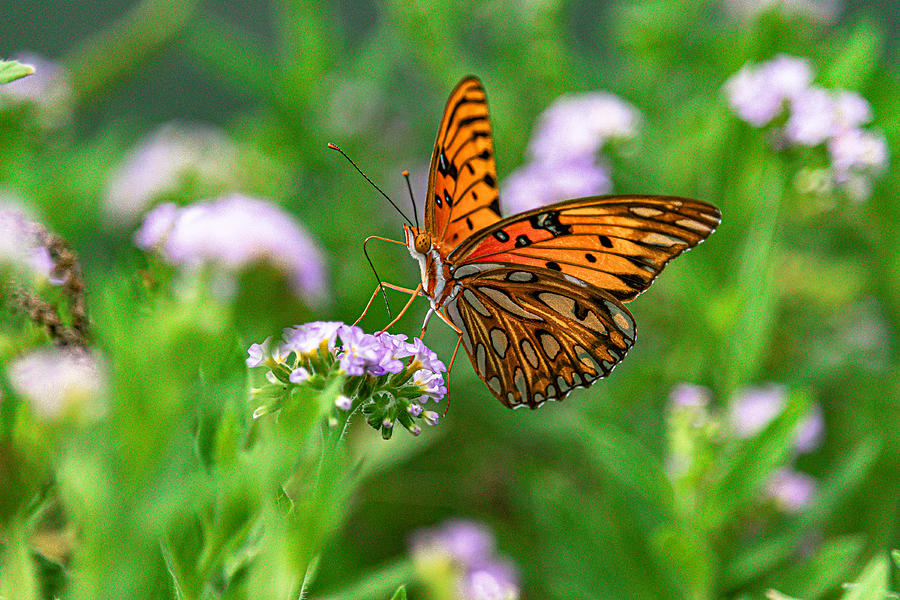 Butterfly Photograph - Nectar  by Kevin Putnam