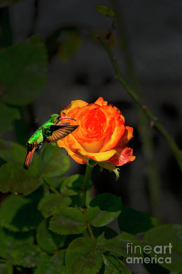 Nectar Seeker Tom Thumb Photograph by Al Bourassa