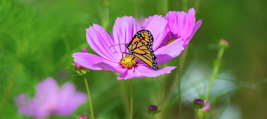 Nectar Photograph by Stewart Helberg