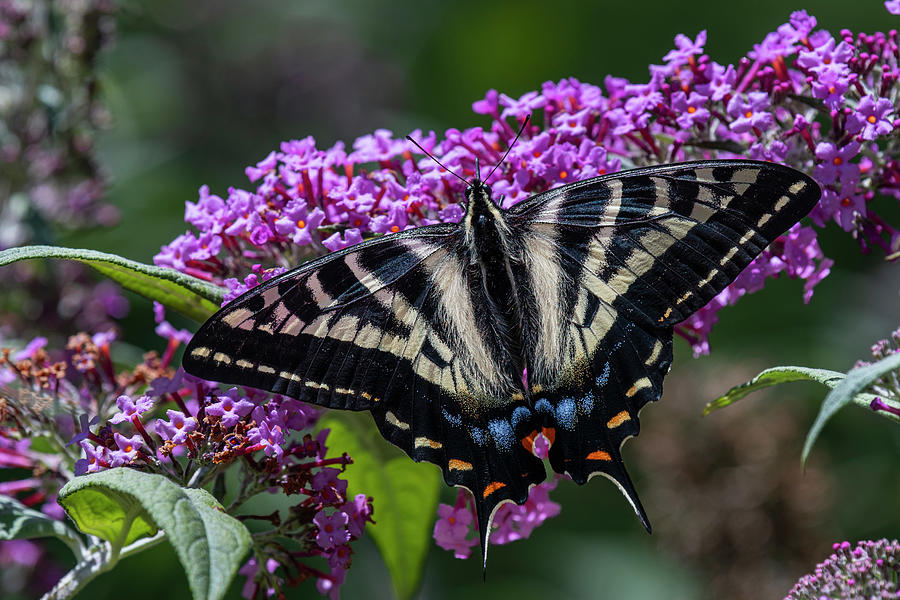Nectaring Swallowtail Photograph by Robert Potts