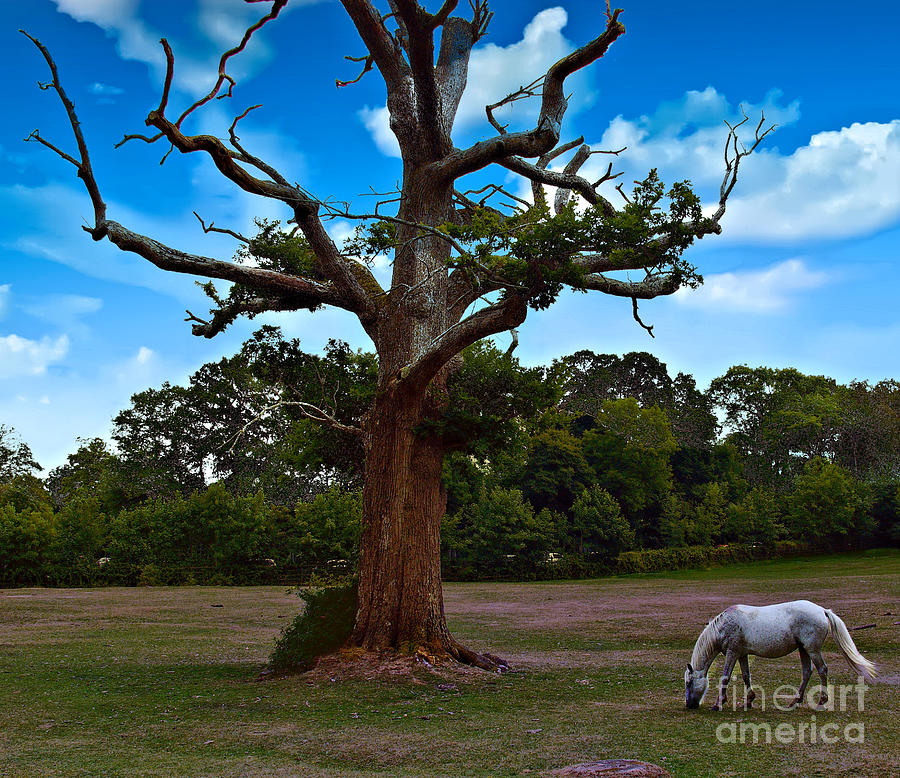 Neddys Tree Photograph