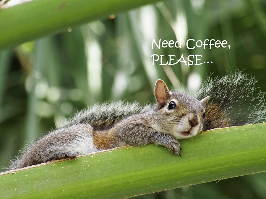 Need Coffee Please Sleepy Squirrel Photograph