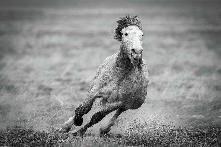 Need for Speed Photograph by Mary Hone Need for Speed Photograph by Mary Hone