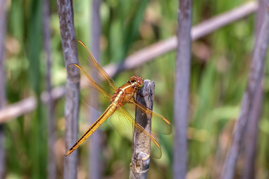 Needhams Skimmer Dragonfly Photograph by Liza Eckardt