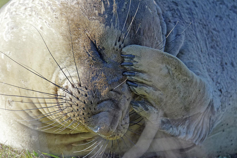 Needing Some Me Time -- Female Elephant Seal at Piedras Blancas Elephant Seal Rookery, California Photograph by Darin Volpe