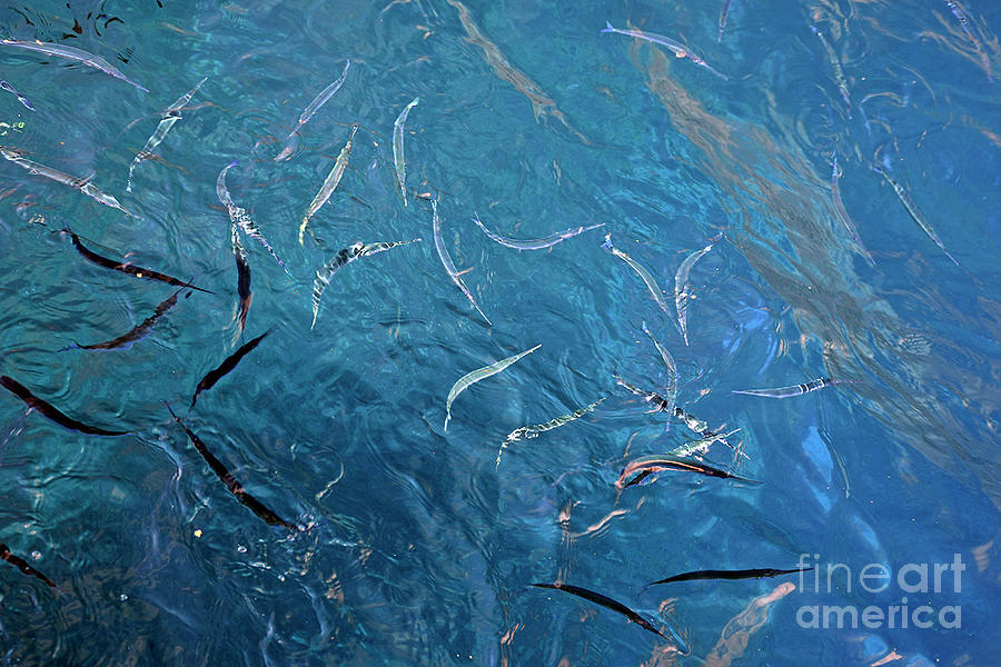 Needlefish Photograph by Cindy Murphy