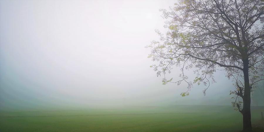 Neem tree in the fog Photograph by Jarek Filipowicz