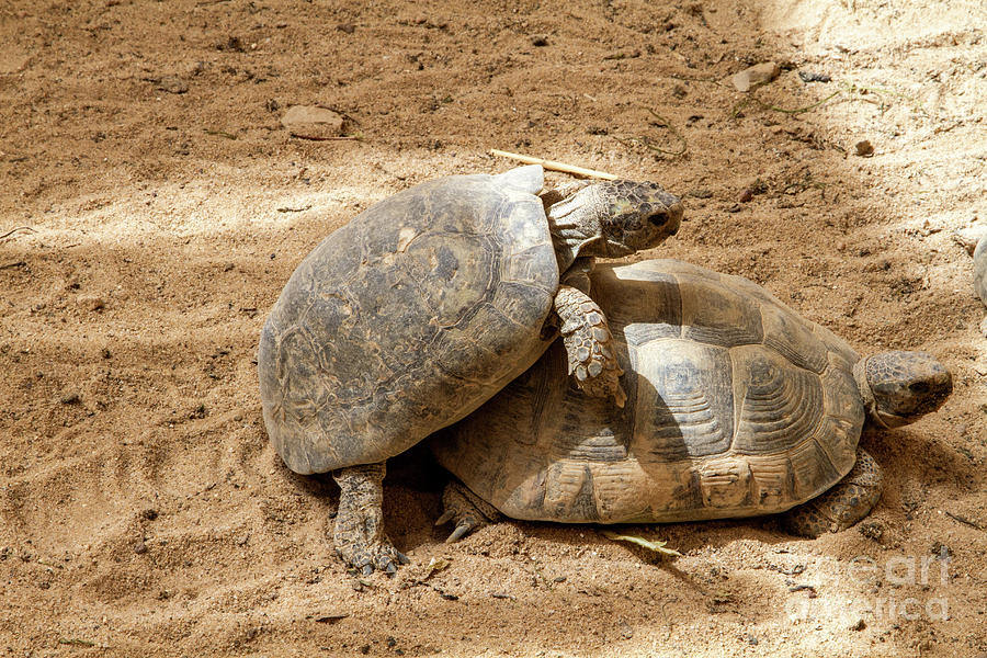 Negev tortoise Testudo werneri mating a4 Photograph by Eyal Bartov ...