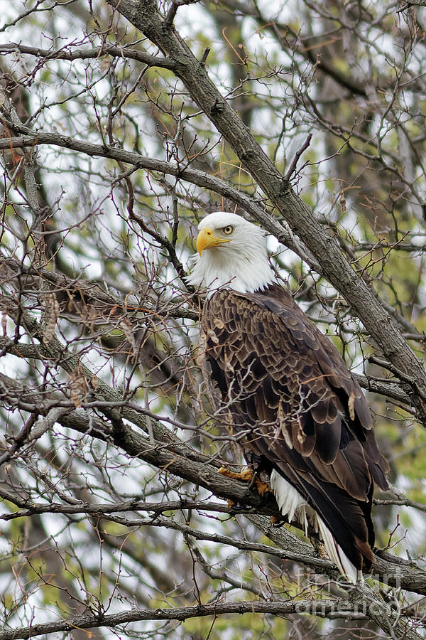Neighborhood Bald Eagle Photograph by Natural Focal Point Photography