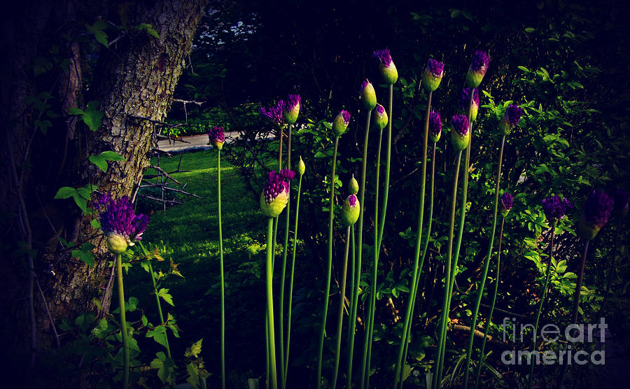 Nature Photograph - Neighborhood Flowers at Dusk in the Sunlight by Frank J Casella