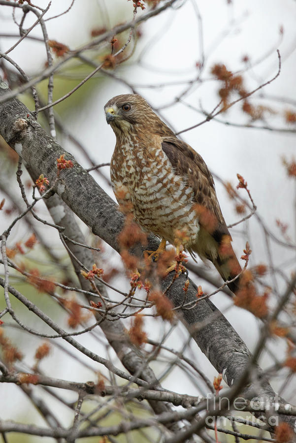 Neighborhood Redtail Photograph by Natural Focal Point Photography