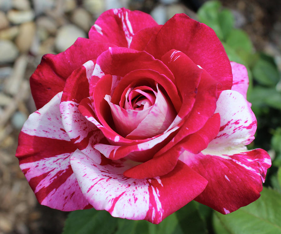 Neil Diamond Hybrid Tea Rose