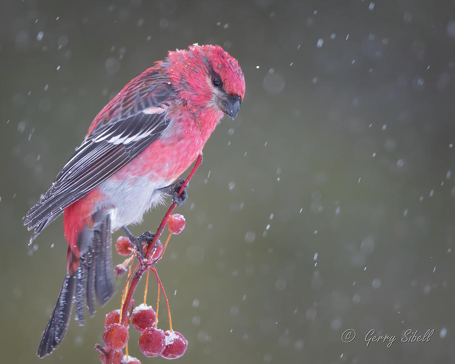 Neither rain nor snow nor sleet can stop a determined bird Photograph by Gerry Sibell