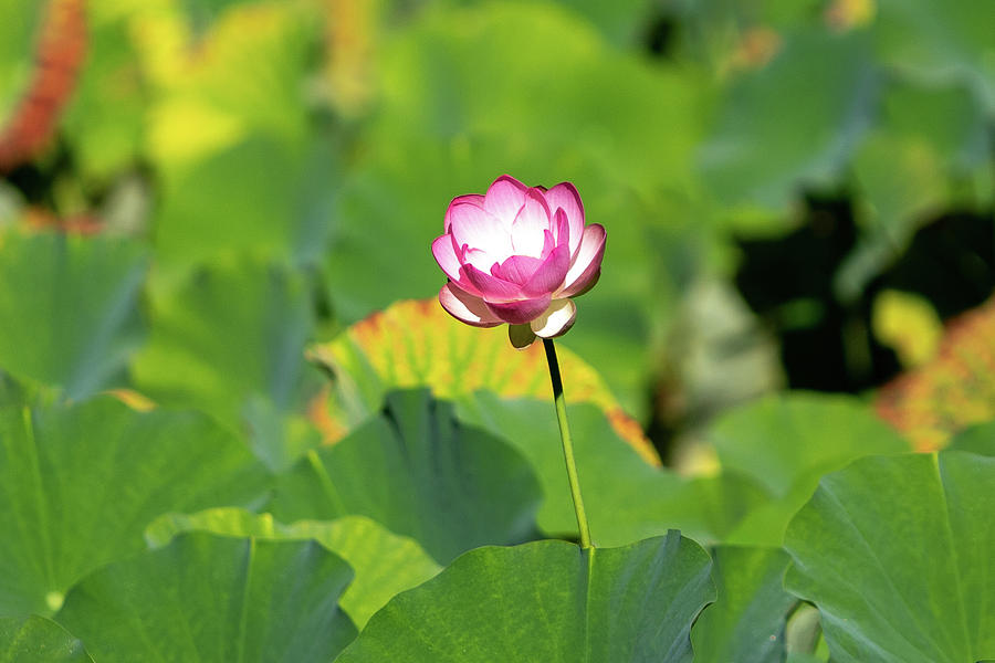 Nelumbo Nucifera Aka Lotus Photograph By Oleg Shabunin Pixels 5627