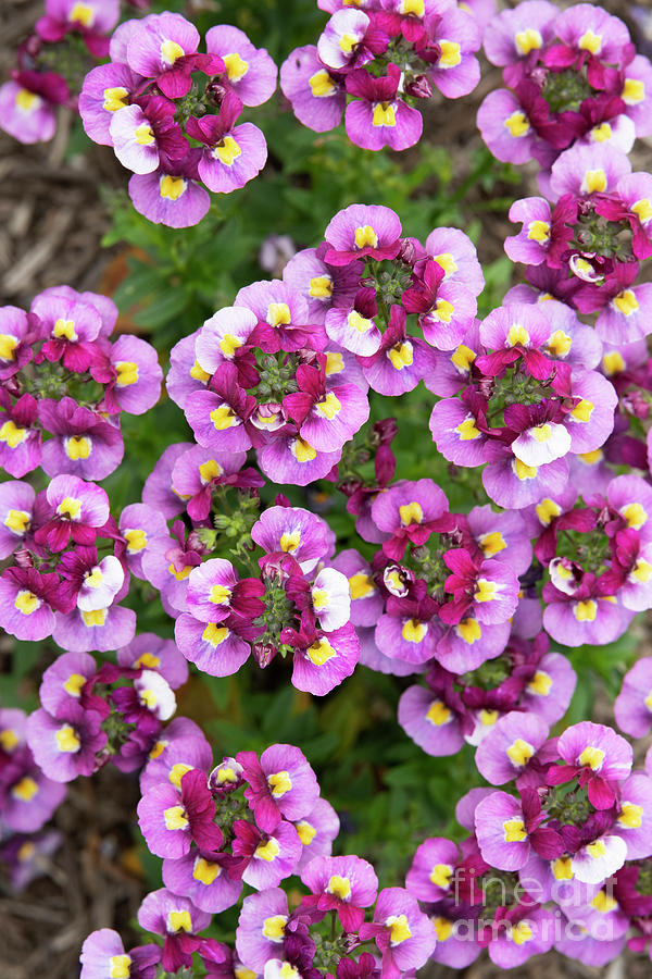 Nemesia Fantasy Pink Flowers Photograph by Tim Gainey