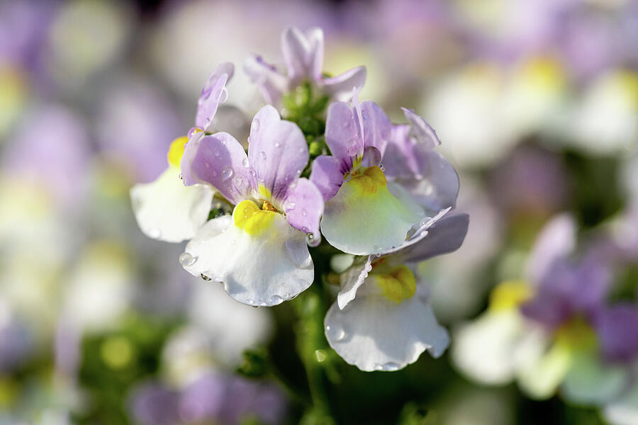 Nemesia With Dewdrops Photograph by Tanya C Smith