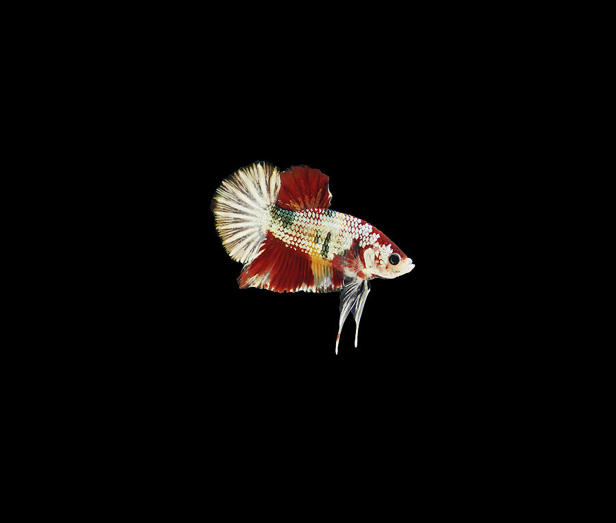 Nemo Copper Betta Fish Photograph by Sambel Pedes