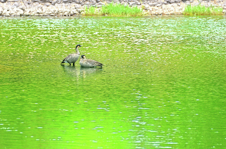 Nene On Green Pond Photograph by David Lawson