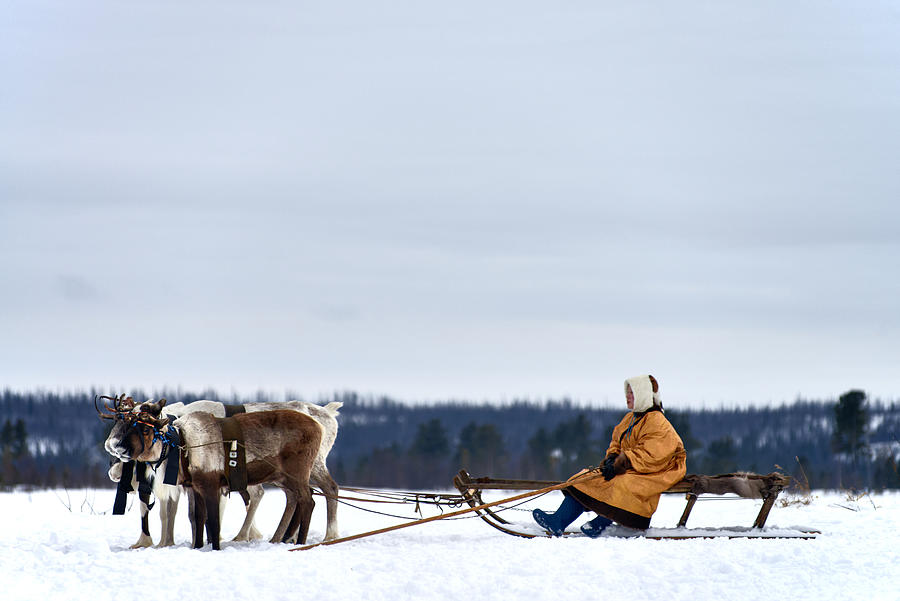 Nenets reindeer herder on sleigh Photograph by CliqueImages