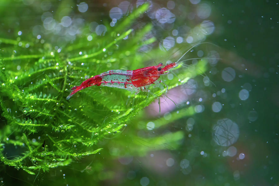 Wildlife Photograph - Neocaridina davidi shrimp by Mircea Costina Photography