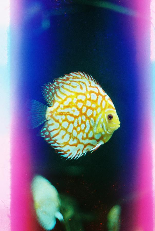 Neon Fish 1 Photograph by Zach Deloach - Fine Art America