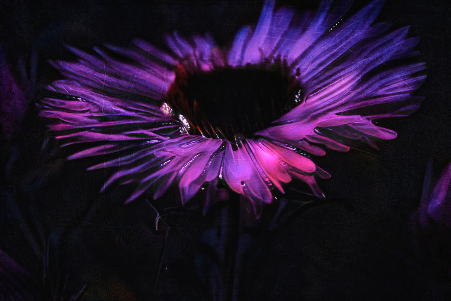 Neon Flower Photograph by Yasmina Baggili