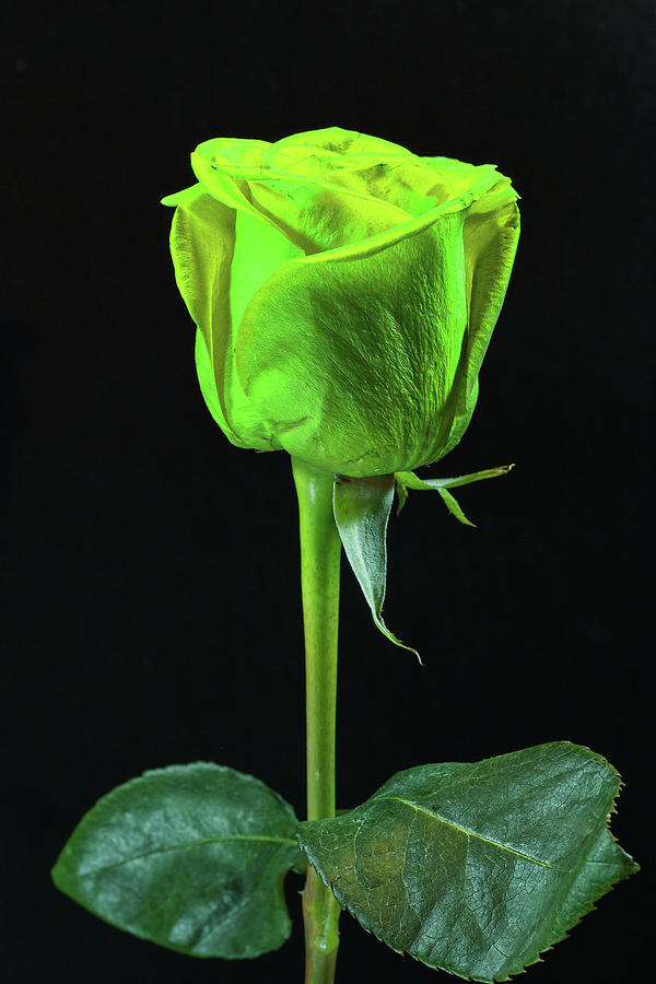 Neon Green and Yellow Rose Photograph by Lizzy Douglas - Fine Art America
