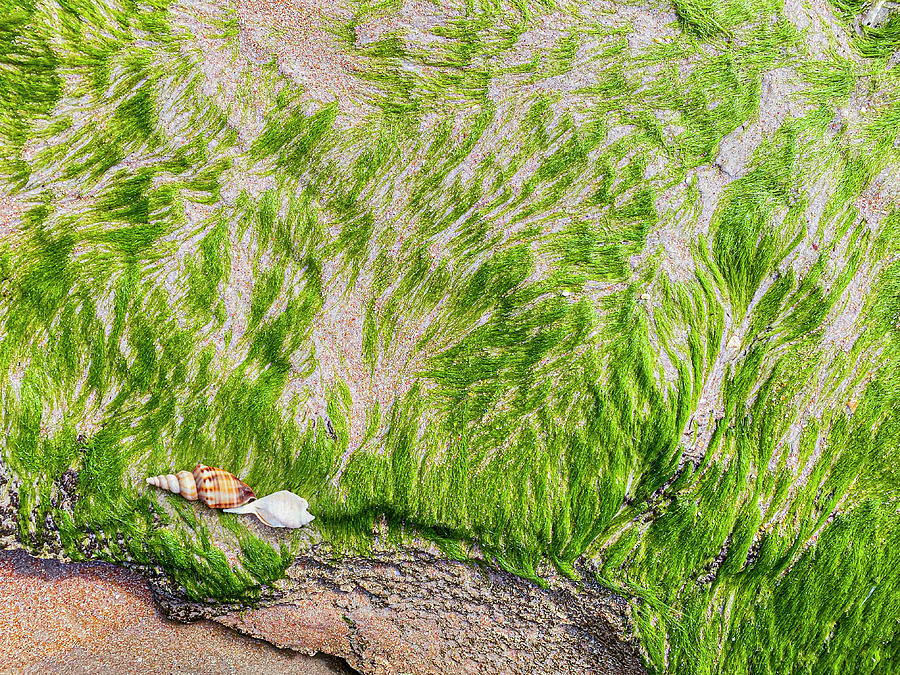 Neon Green Beach Moss Mixed Media by Patti Deters