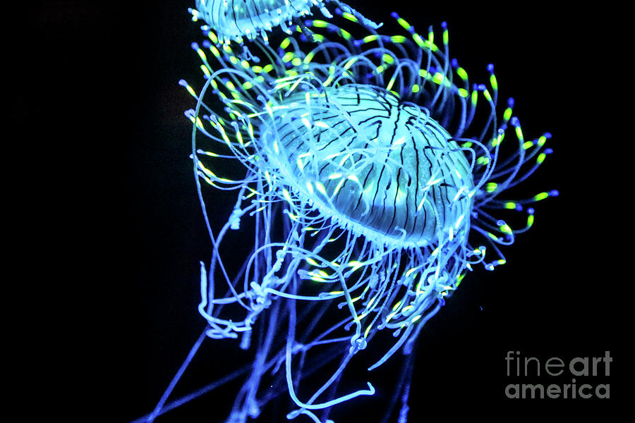 Neon Jelly Fish Photograph by Erin Marie Davis