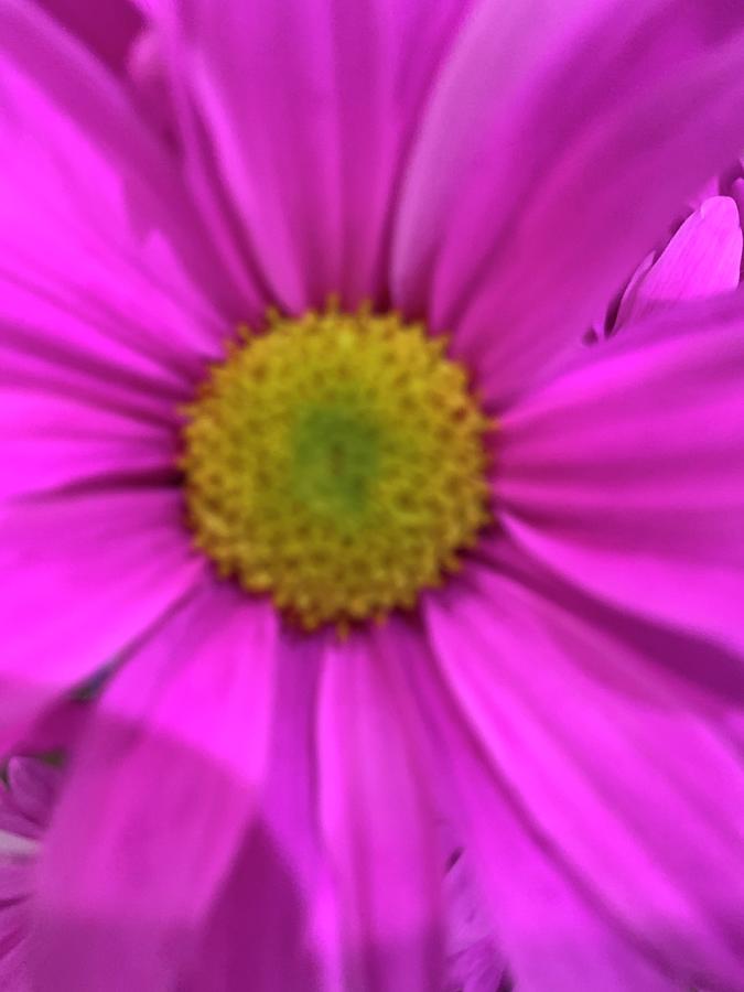 Neon Pink Daisy Photograph by Janet Padgett