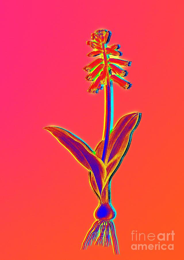 Neon Pink Lachenalia Pendula Botanical Art n.0334 Painting by Holy Rock Design