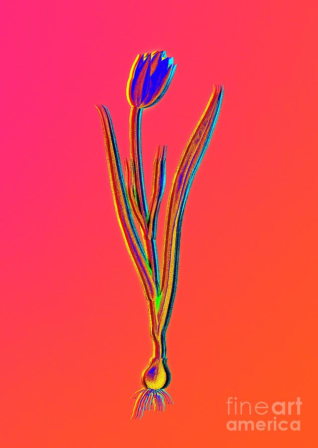 Neon Pink Lady Tulip Botanical Art n.0322 Painting by Holy Rock Design