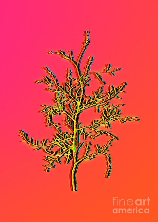 Neon Pink Sictus Tree Botanical Art n.0348 Painting by Holy Rock Design
