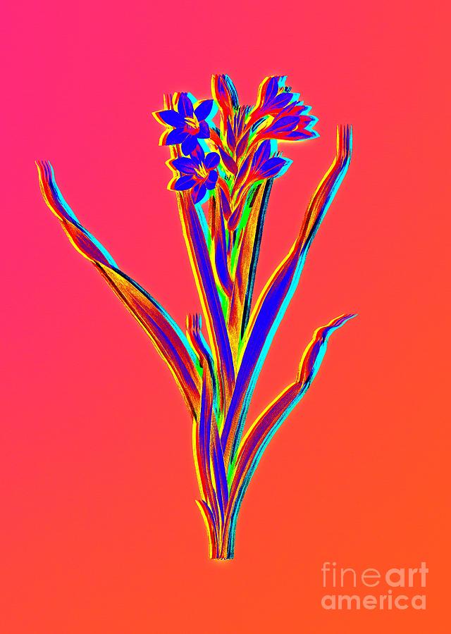 Neon Pink Sword Lily Botanical Art N.0420 Painting