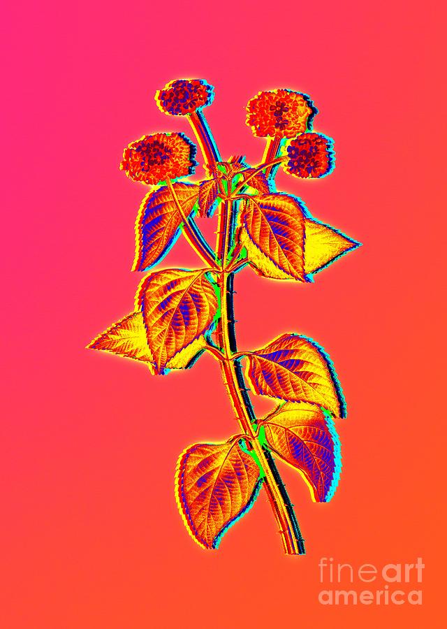 Neon Pink Tickberry Botanical Art n.0342 Painting by Holy Rock Design