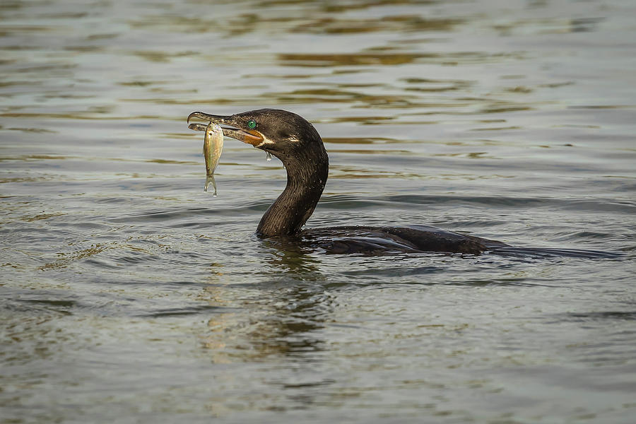 Neotropic Cormorant And Prize Photograph By Rosemarie Woods - Fine Art 