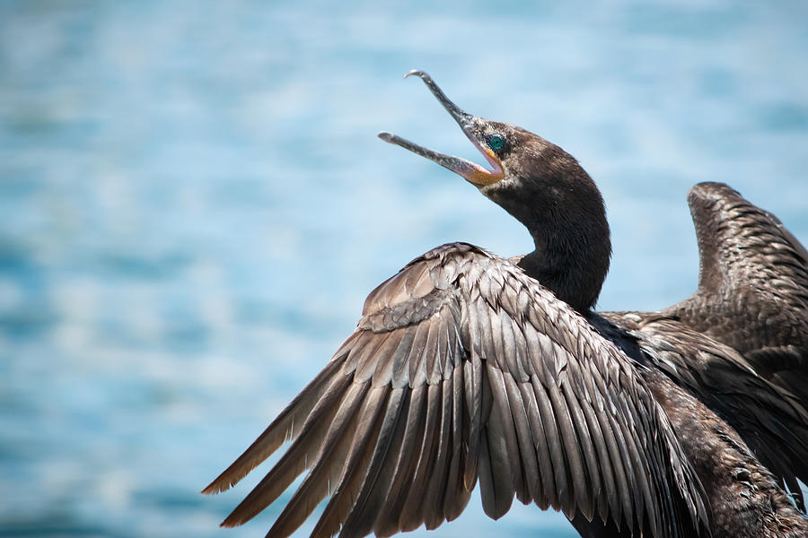 Neotropic Cormorant Photograph by Bonny Puckett