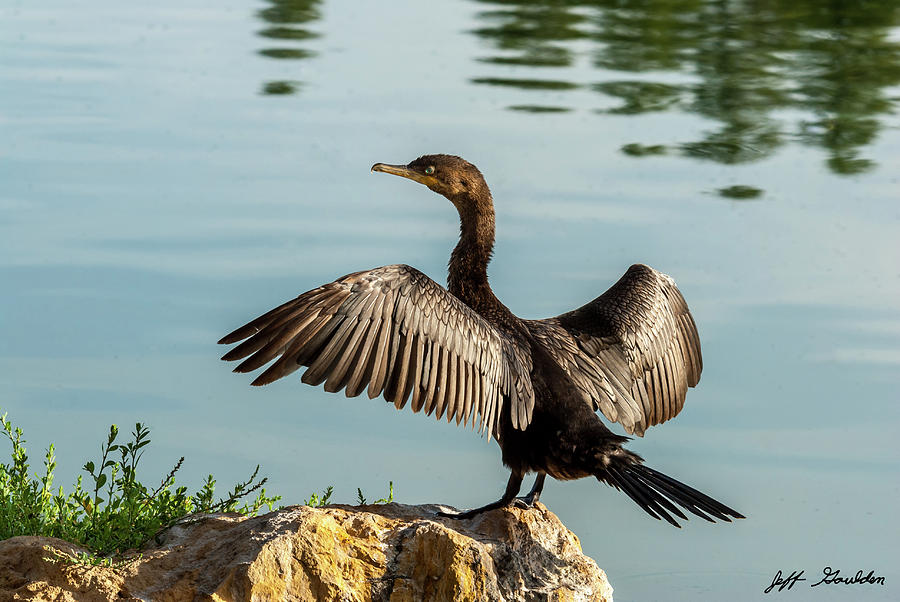 Neotropic Cormorant with Wings Spread Photograph by Jeff Goulden