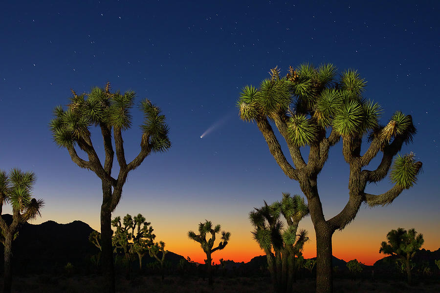 Sunset Photograph - Neowise and Joshua Trees by Brian Knott Photography