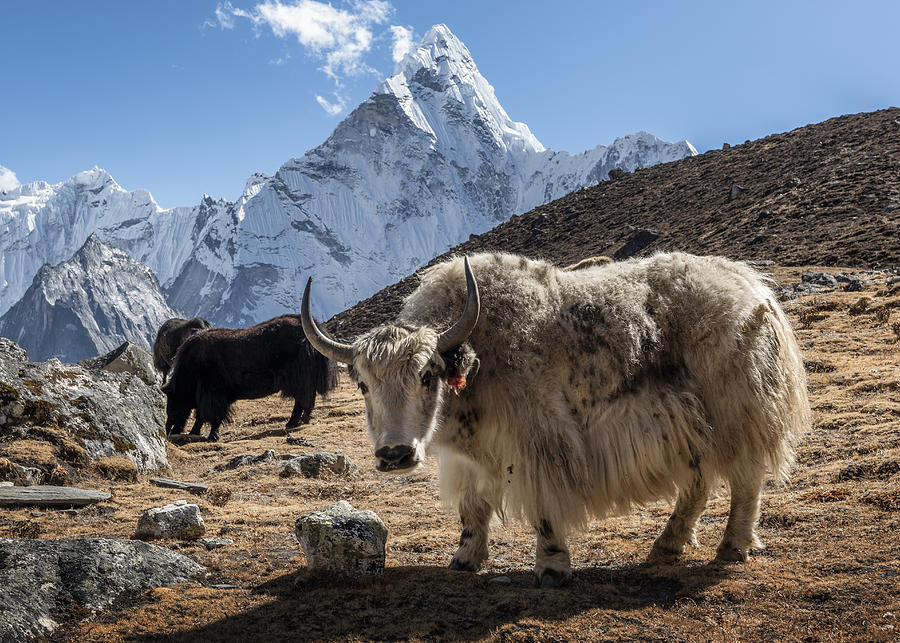 Nepal, Himalaya, Khumbu, Everest region, Kongma La, Yaks and Ama Dablam Photograph by Westend61