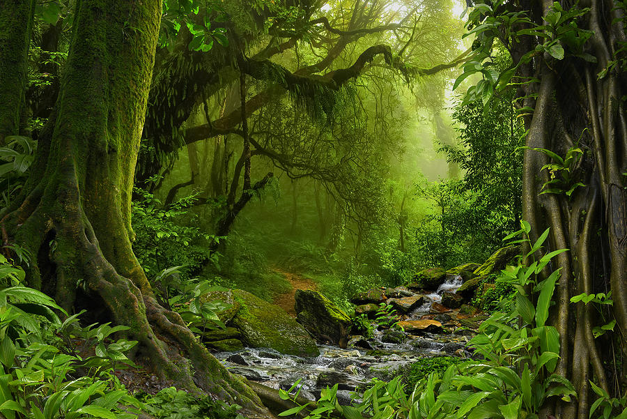 Nepal Jungle With River Digital Art By Herbert - Pixels