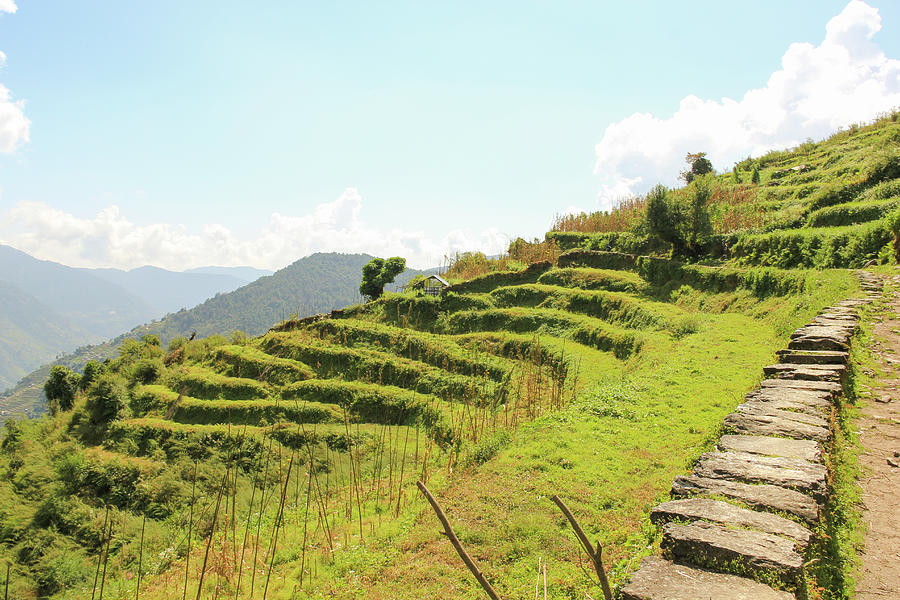 Nepal Rice Terraces Photograph by Josu Ozkaritz