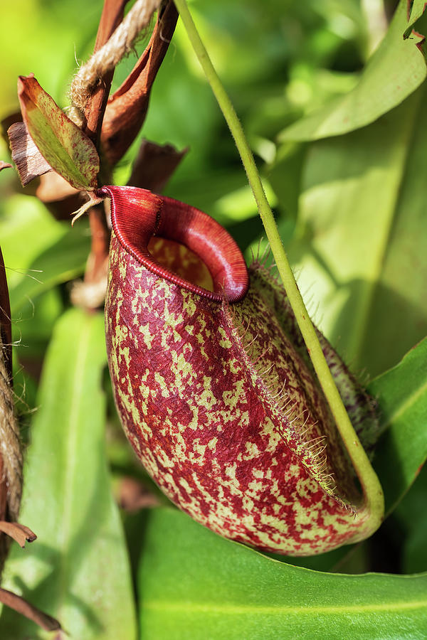 Nepenthes Gymnamphora Tropical Pitcher Plant Photograph by Artur ...